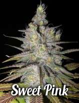 Second Generation Genetics Sweet Pink