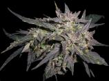 Secret Valley Seeds Purple Pineberry