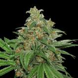 SeedStockers AK420