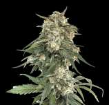 SeedStockers BCN Critical XXL Fast