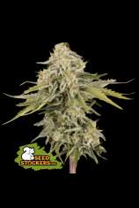 SeedStockers Black Rainbow Auto