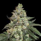 SeedStockers Girl Scout Cookies Autoflower