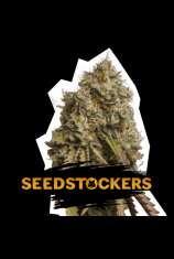 SeedStockers Gorilla Cookies