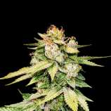 SeedStockers Gorilla Glue Autoflower