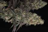 SeedStockers Mac and Crack Autoflower