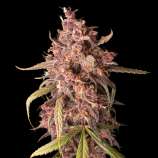 SeedStockers Purple Punch Autoflower