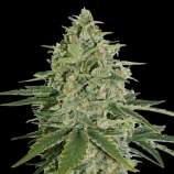 SeedStockers Super Skunk