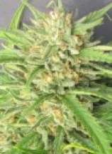 Seedism Seeds Champagne Kush