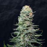 Seeds66 AK59