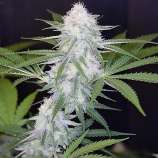 Seeds66 Super Silver Haze Auto