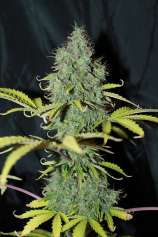 Seedsman Auto Sweet Tooth