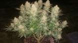 Seedsman Black Sugar