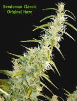 Seedsman Original Haze