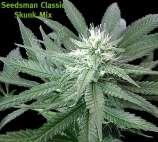 Seedsman Skunk Mix