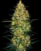 Sensi Seeds Caramellow Kush Automatic