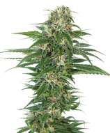 Sensi Seeds Early Skunk Automatic