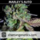 Shaman Genetics Marley's Auto