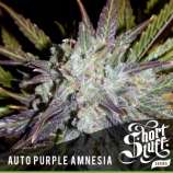 Short Stuff Seedbank Auto Purple Amnesia