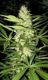 SickMeds Seeds Psycho Crack