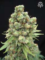 SickMeds Seeds William's Wonder