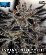 Sin City Seeds Endangered Cookies