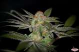 Sin City Seeds Las Vegas Bubba Kush