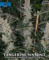 Sin City Seeds Tangerine SinMint