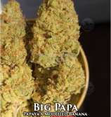 Skunk House Genetics Big Papa