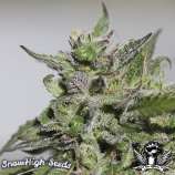 SnowHigh Seeds 3xPurple