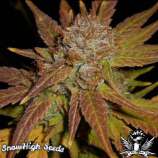 SnowHigh Seeds Blackberry Spacewreck