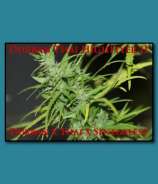 SnowHigh Seeds Durban Thai Highflyer II