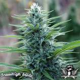 SnowHigh Seeds General Ho