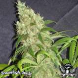 SnowHigh Seeds Golden White Grapefruit