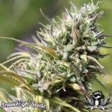 SnowHigh Seeds Grape Krush F3