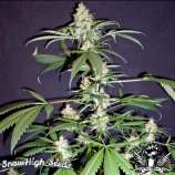 SnowHigh Seeds Purple Mexican Thai