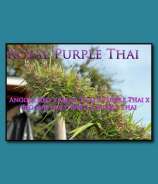 SnowHigh Seeds Royal Purple Thai