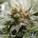 SnowHigh Seeds Super Nova