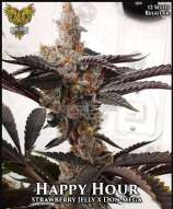 Solfire Gardens Happy Hour