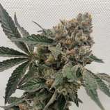 Solkana Seeds Watermelon Kush Cake