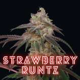 Soloud Genetics Strawberry Runtz