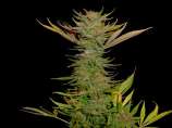 Soma Seeds G13 Haze Reclining Buddha