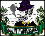 South Bay Genetics Black & Blue Haze