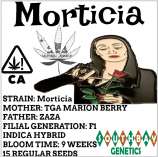 South Bay Genetics Morticia