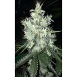 Southern Star Seeds GG Allin