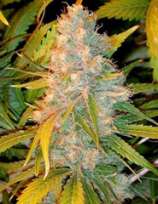 Spice of Life Seeds Legends Ultimate Indica