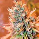 Spliff Seeds Blue Medi Kush