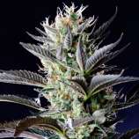 Spliff Seeds Dutch Blue Automatic