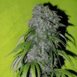 Spliff Seeds Neville's Haze