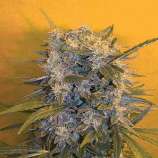 Spliff Seeds Northern Light Haze