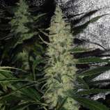 Spliff Seeds Super Skunk